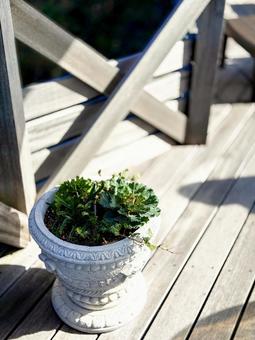 木製デッキに置かれた装飾鉢と緑の植物 鉢植え,植物,ガーデンの写真素材