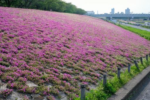 新荒川大橋緑地の芝桜 新荒川大橋緑地の芝桜 芝桜,新荒川大橋緑地,荒川の写真素材