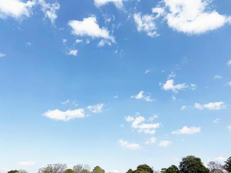 穏やかな青空と公園の木々 空模様,空,雲の写真素材