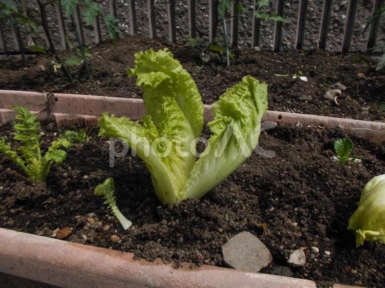 プランターでの家庭菜園のイメージ 家庭菜園,レタス,再生野菜の写真素材
