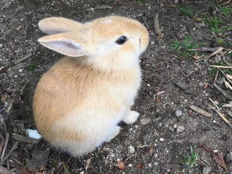 大久野島の可愛いこうさぎ 大久野島の可愛いこうさぎ 大久野島,うさぎ,ウサギの写真素材