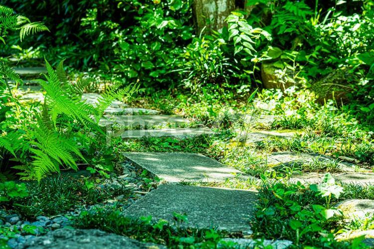 夏の木陰の飛び石 遊歩道,散歩道,飛び石の写真素材