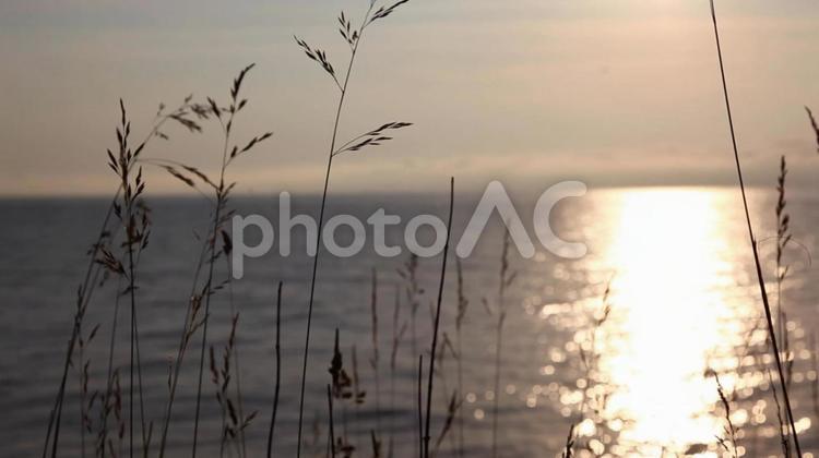 海に映る夕陽（ぼかし） 夕方,植物,夕陽の写真素材