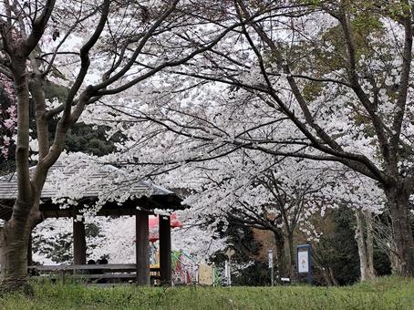 桜 桜の写真