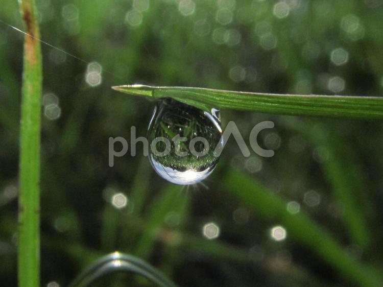 水滴と緑の葉と朝日Water drops 水滴,すいてき,waterの写真素材