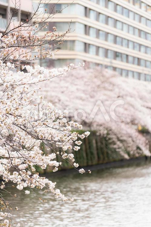 川沿いの桜並木 桜,花びら,桃色の写真素材
