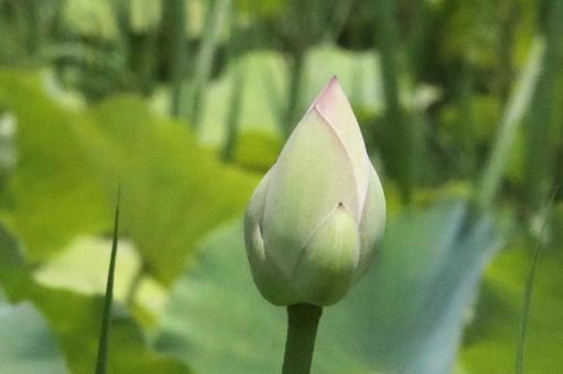 蓮の花つぼみ 蓮の花つぼみの写真