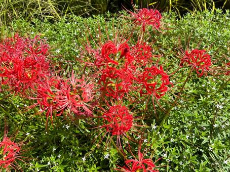 彼岸花➁ 彼岸版,秋,花の写真素材