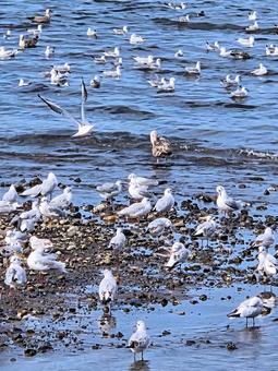 沼津市西浦木負の河口付近に飛来した渡り鳥 海,秋,冬の写真素材