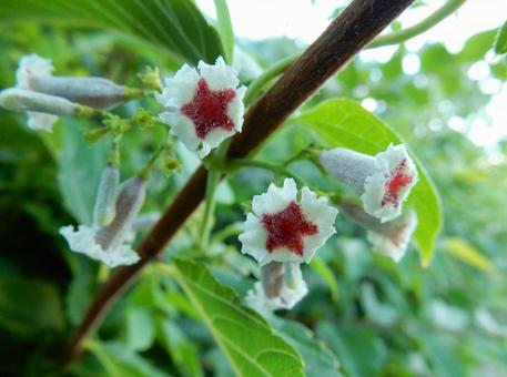 【花の写真】ヘクソカズラ(屁糞葛) 【花の写真】ヘクソカズラ(屁糞葛) ヘクソカズラ,屁糞葛,植物の写真素材