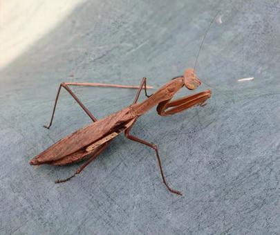 拝み虫 カマキリ,蟷螂,生き物の写真素材
