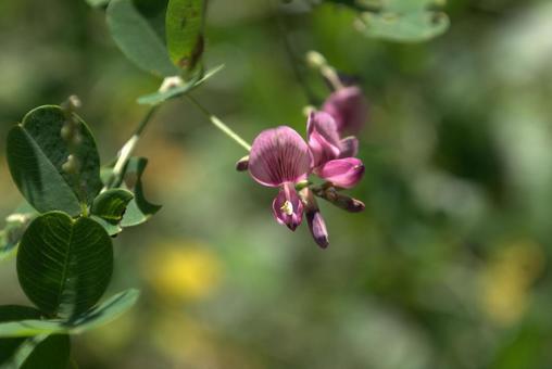 夏から秋に咲く萩の花 夏から秋に咲く萩の花の写真