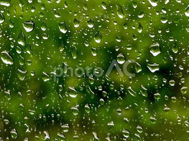 雨粒　緑の背景 雨,雨粒,雨降りの写真素材