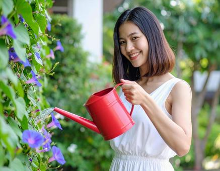 夏の朝・アサガオに水やりする彼女 夏の朝・アサガオに水やりする彼女の写真