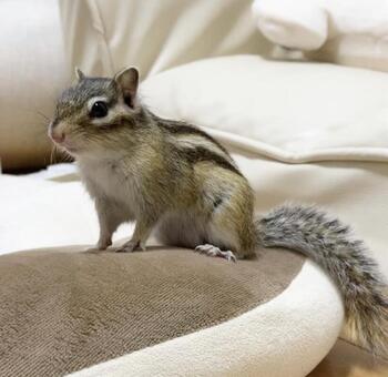 シマリス シマリスの写真