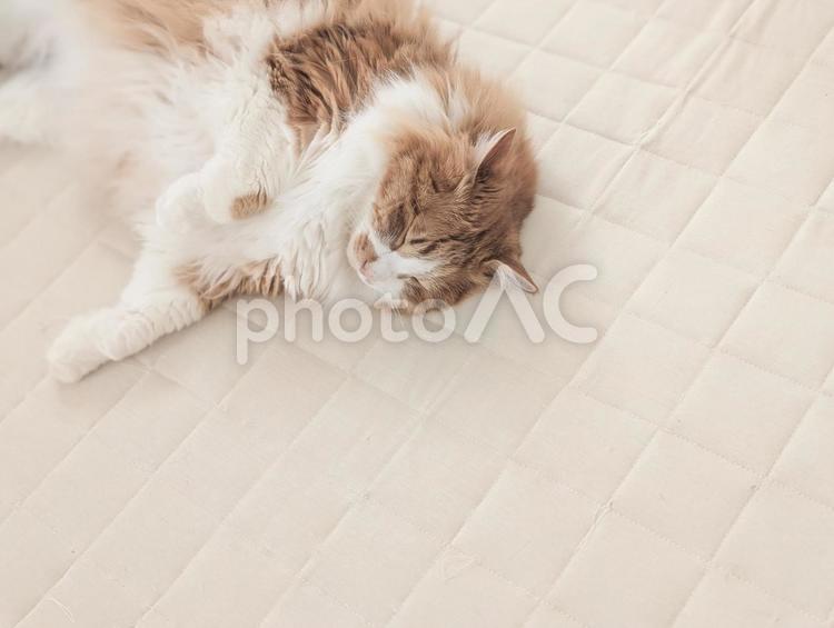 気持ちよさそうに寝る猫 猫,家族,ペットの写真素材