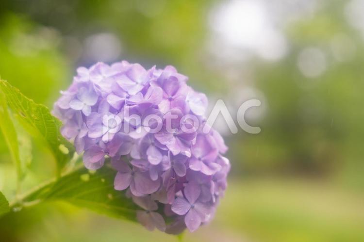アジサイ（千葉県泉谷公園） アジサイ,花,植物の写真素材