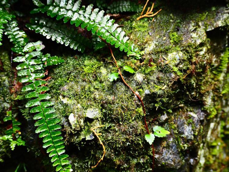 苔と石のフレーム フレーム,背景,バックグラウンドの写真素材