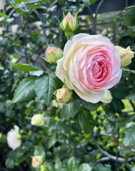 Photo, rose, pink, poor, 