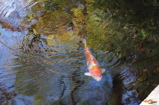 水面に波紋の広がる池にいる鯉 水面に波紋の広がる池にいる鯉の写真