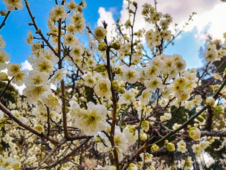 白く咲く花 白く咲く花 花見,梅見,3月の写真素材