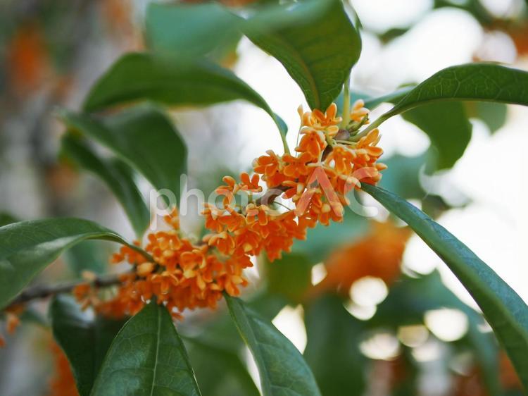 金木犀の甘い香り キンモクセイ,金木犀,きんもくせいの写真素材