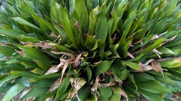 ハラン ハラン,植物,自然の写真素材