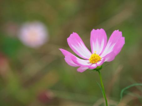 遠くのコスモス、近くのコスモスの写真
