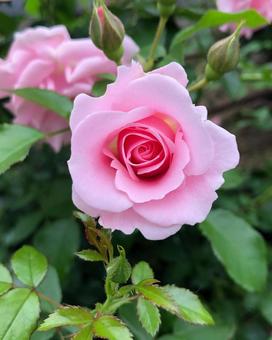 美しいピンクの薔薇 美しいピンクの薔薇 薔薇,バラの花,薔薇一輪の写真素材