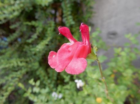 【花の写真】チェリーセージ 【花の写真】チェリーセージの写真