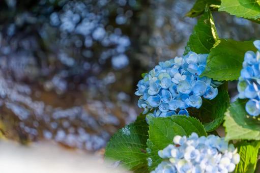 川辺に咲く青い紫陽花 川辺に咲く青い紫陽花の写真