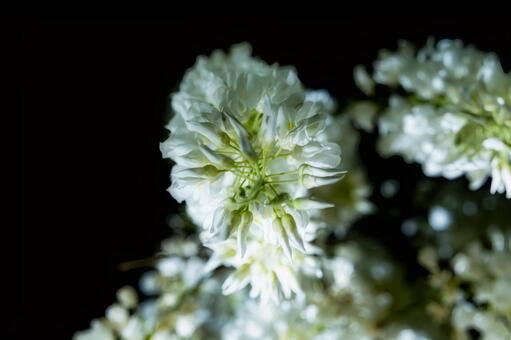下から見上げた白藤の花と黒背景 藤,花,白藤の写真素材