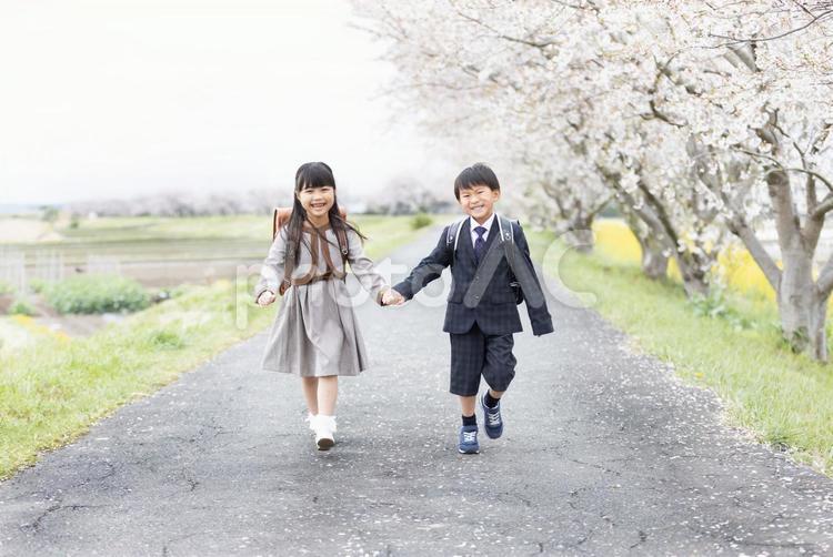 入学式イメージ　新一年生 入学式,小学生,女性の写真素材