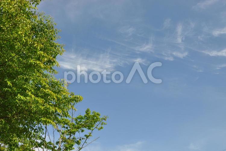 新緑と初夏の空 初夏,新緑,雲の写真素材