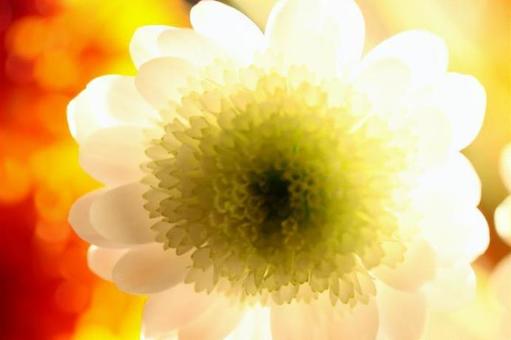 Language Of Flowers #152 Language Of Flowers #152の写真