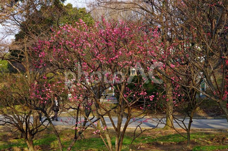 梅の花咲く季節 梅,紅梅,赤い梅の写真素材