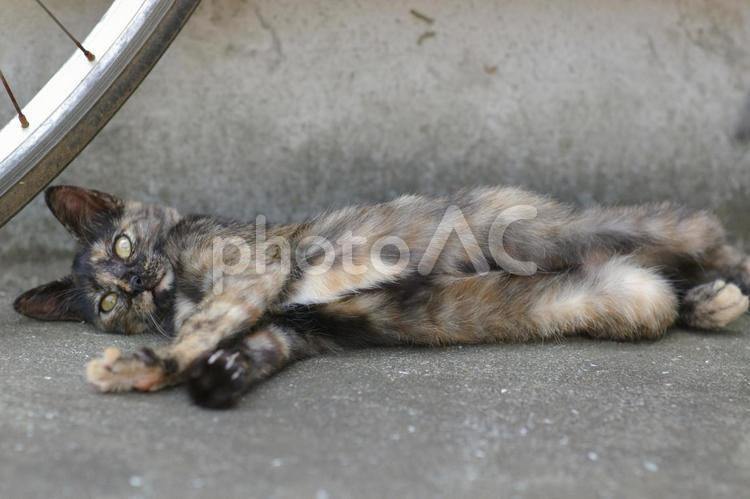 自転車の下でゴロゴロするサビ柄仔猫③ ネコ,ノラ猫,サビ猫の写真素材