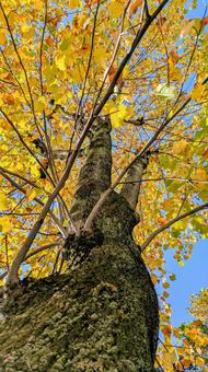 見上げるプラタナスの紅葉　晩秋の青空 プラタナス,黄葉,紅葉の写真素材