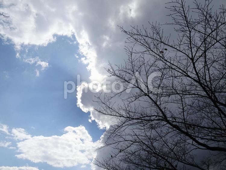 雲の翳りと裸木のシルエット-2 空,雲,翳りの写真素材