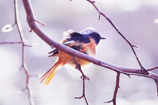 枝の上で風に吹かれるジョウビタキ 枝の上で風に吹かれるジョウビタキ 鳥,ジョウビタキ,冬の写真素材