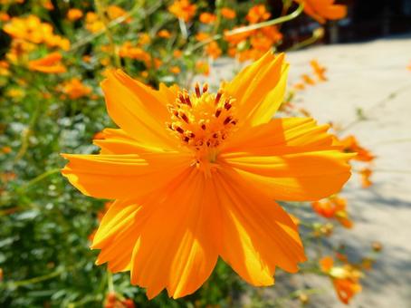 【花の写真】コスモス コスモス,秋桜,自然の写真素材