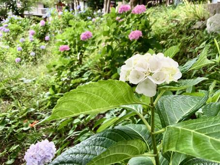 Photo, hydrangea, white, rainy season, 