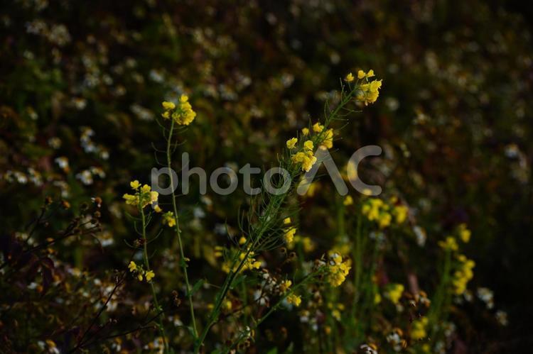 ＜五島の風景＞冬に咲いた季節外れの菜の花 花,菜の花,植物の写真素材