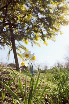 アカシア アカシア,春,季節の写真素材