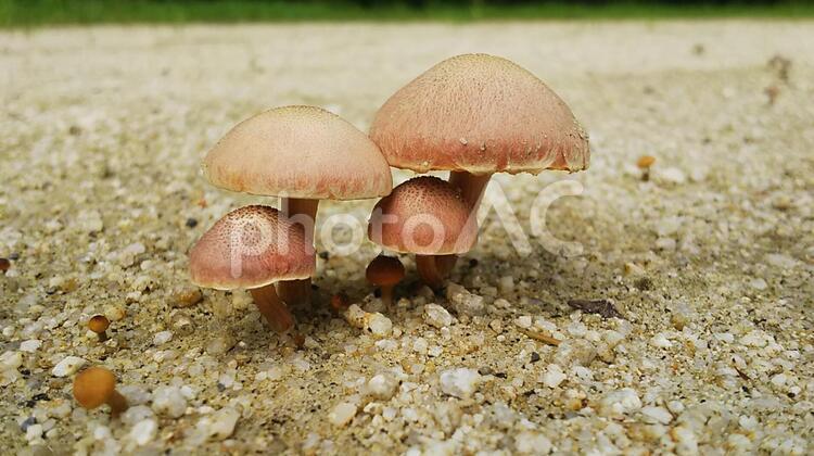 きのこ家族 きのこ,キノコ,菌類の写真素材