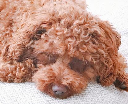 トイプードル トイプードル トイプードル,犬,愛犬の写真素材