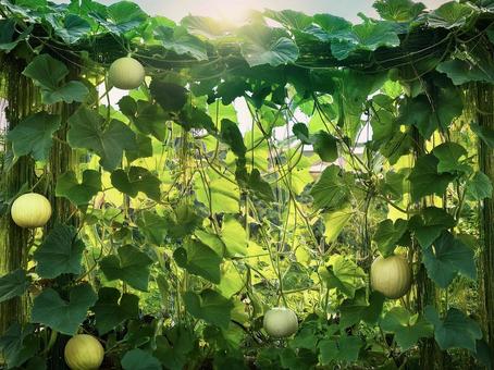 緑のカーテンAS_000022 緑のカーテンAS_000022の写真