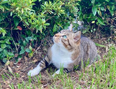 見上げる野良猫 猫,見上げる,構えるの写真素材