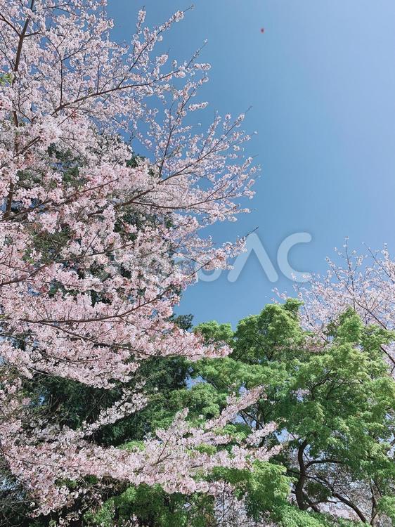 桜と木 桜,木,花の写真素材