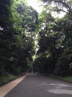 明治神宮 南参道 明治神宮 南参道 東京,神社,日本の写真素材